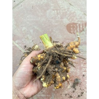 Củ nghệ vàng trồng vườn rừng