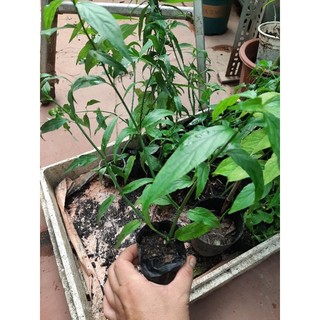 Combo 5 cây giống xương khỉ