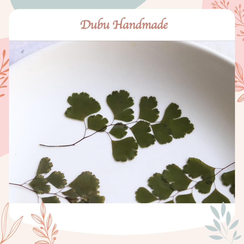 Set 12 lá dương xỉ thần vệ nữ ép khô handmade làm resin, journal