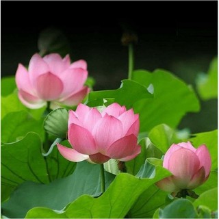 Hạt giống sen lớn/ sen ta(sen hồng việt nam)