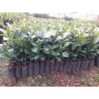 Cây giống cà phê xanh lùn [ trường sơn ts5 ].. [ cây thực sinh, ] [ freeship extra + hoàn xu extra + ]