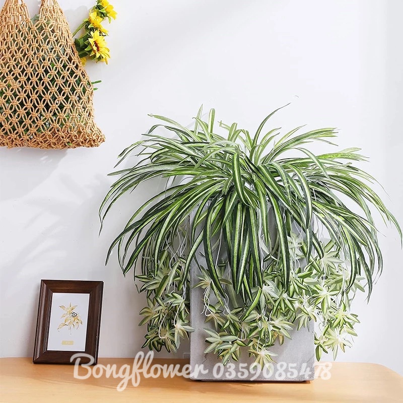 Giò tóc tiên giả trang trí decor siêu xinh dài 60cm