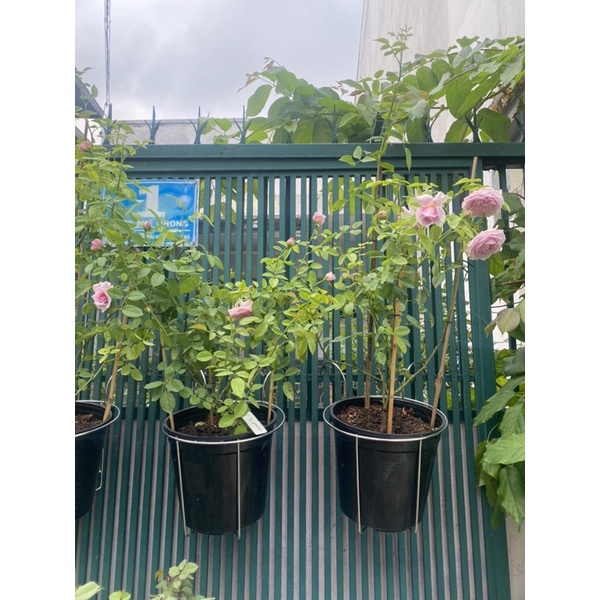 Combo phân bón cơ bản cho khách mới chơi hồng - Friendship Garden