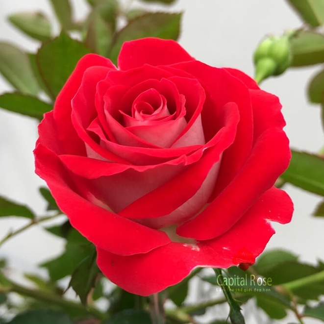 Siêu Lân Tạo Mầm Hoa Cực Mạnh , Phân Bón Kích Ra Hoa dùng cho hoa kiểng, vạn thọ, rau màu.