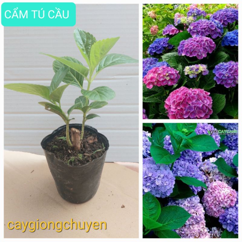 CÂY GIỐNG HOA CẨM TÚ CẦU ĐỔI MÀU