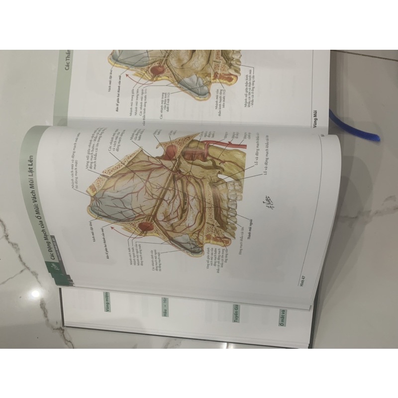 Sách - Atlas giải phẫu người