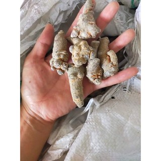 Củ  tam thất Bắc