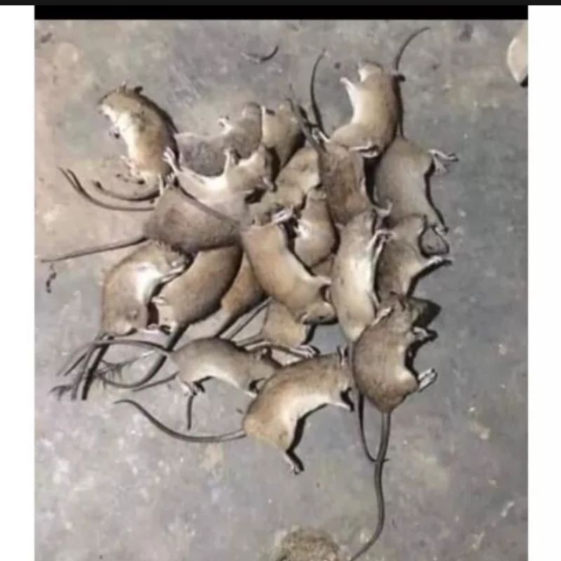 Bẫy bả chuột sinh học gói 50g ăn toàn cho người vật nuôi