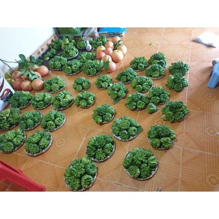 mẹt tre đựng quả (22cm)