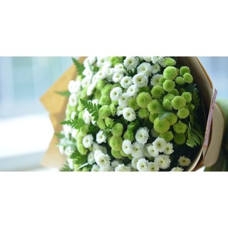 Cây giống Hoa Cúc calimero