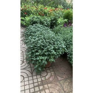 cúc đổi màu đang nụ size to đep