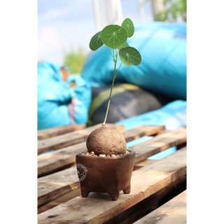 Chậu đất nung thủ công (gốm Bàu trúc)
