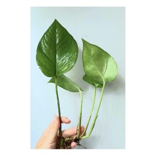 Cây trầu bà trồng thuỷ sinh được