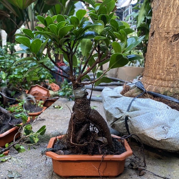 Cây si bonsai, cây cao 20cm có bộ rễ chắc khỏe sức sống tốt, dễ chăm sóc thích hợp trang trí bàn làm vệc