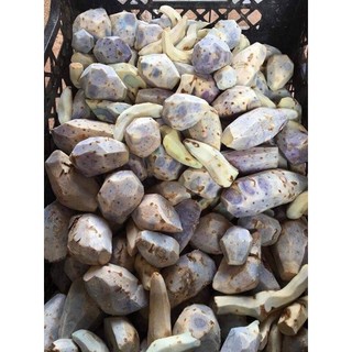 Củ nghệ đen tươi (gồm cả củ cái và củ nhánh) 1kg