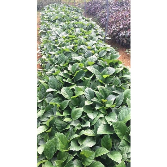 Cây Giống Vả mật xanh, ngoã mật