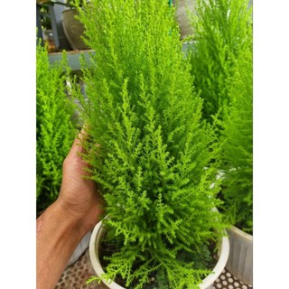 Cây tùng thơm -upressus macrocarpa