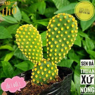 Xương rồng Tai thỏ🍏 |FREESHIP| 🔥 XỨ NÓNG, ĐÃ THUẦN KHÍ HẬU, KHOẺ ĐẸP 🍏 LỖI 1 ĐỔI 1