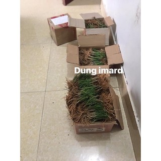 Gốc hẹ lá nhỏ chuẩn 100% (110 gốc)