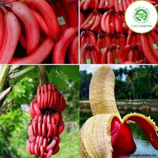 Giống cây chuối quả đỏ