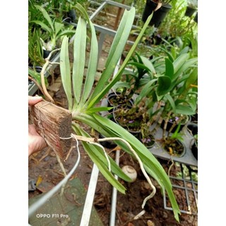 Chồn hồng ghép gỗ sắp hoa