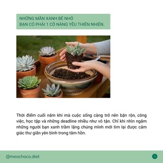 [HB GIFT] Quà tặng không bán - sen đá mini