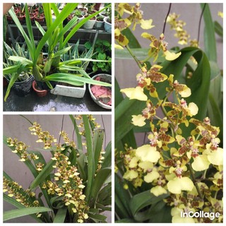 Giò hoa lan vũ nữ mật ngọt