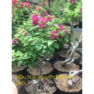 Phôi hoa giấy mỹ