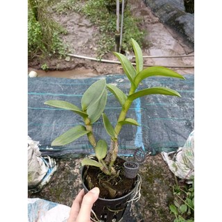 Hoa lan denro nắng đỏ măng cụt