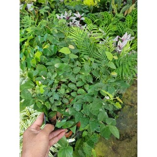 Cây thằng lằn leo tường (cây vảy ốc)