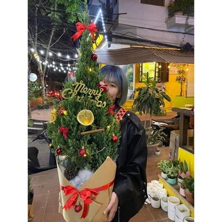 Cây thông noel - tùng thơm hàng sẵn số lượng lớn