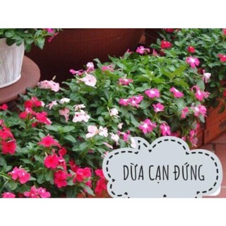 Hạt hoa dừa cạn hoa tết