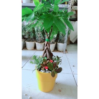 Chậu Kim Ngân Thắt Bính Tiểu Cảnh