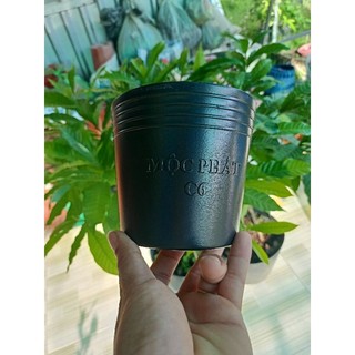 Chậu nhựa chất lượng c6