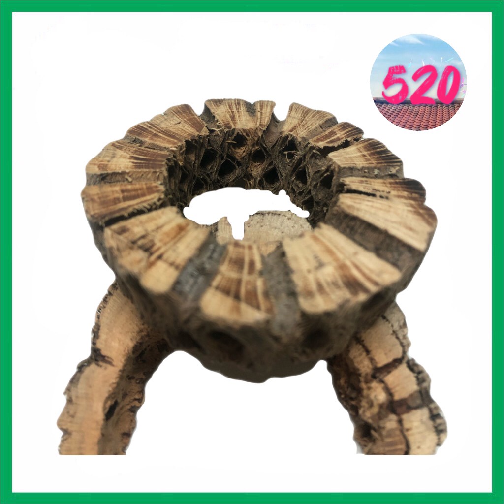 Lũa Cholla Teddy Bear loại cắt lát/ cắt khoanh/ cắt khúc