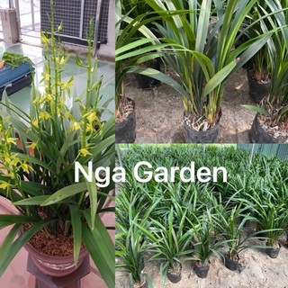 Địa lan kiếm hoàng kim bảo