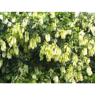 cây lụa miền tây cây đọt lụa làm giống