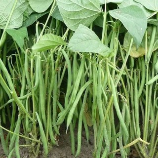 Sale 1k _ 20 hạt giống đậu côve bụi lùn dễ trồng