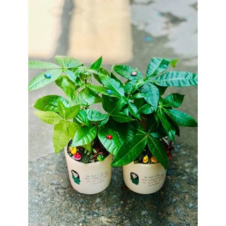 Chậu cây kim ngân 1 thân để bàn kèm chậu vẽ theo yêu cầu