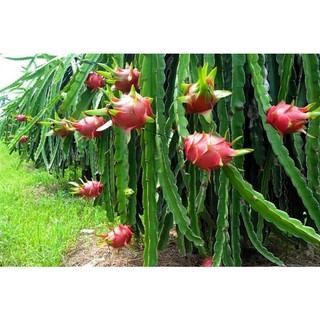 (1KG) Phân gà hữu cơ vi sinh ( túi 1 kg )