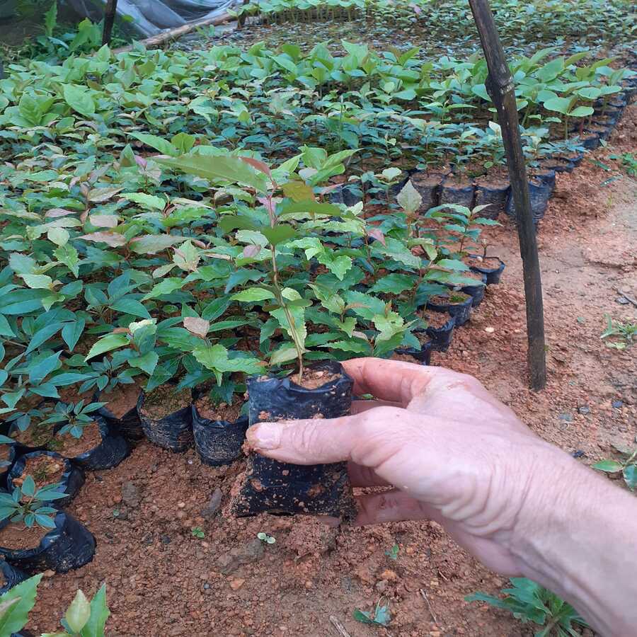 Cây Bồ Quân Mận Quân Hồng Quân Giống