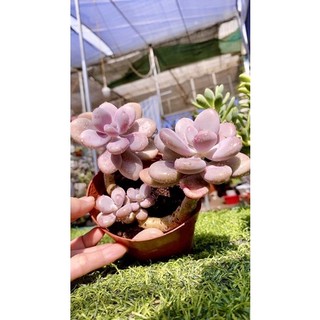 sen đá sỏi Hồng mập