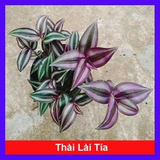 Cây Thài Lài Tía (cây rau chay)