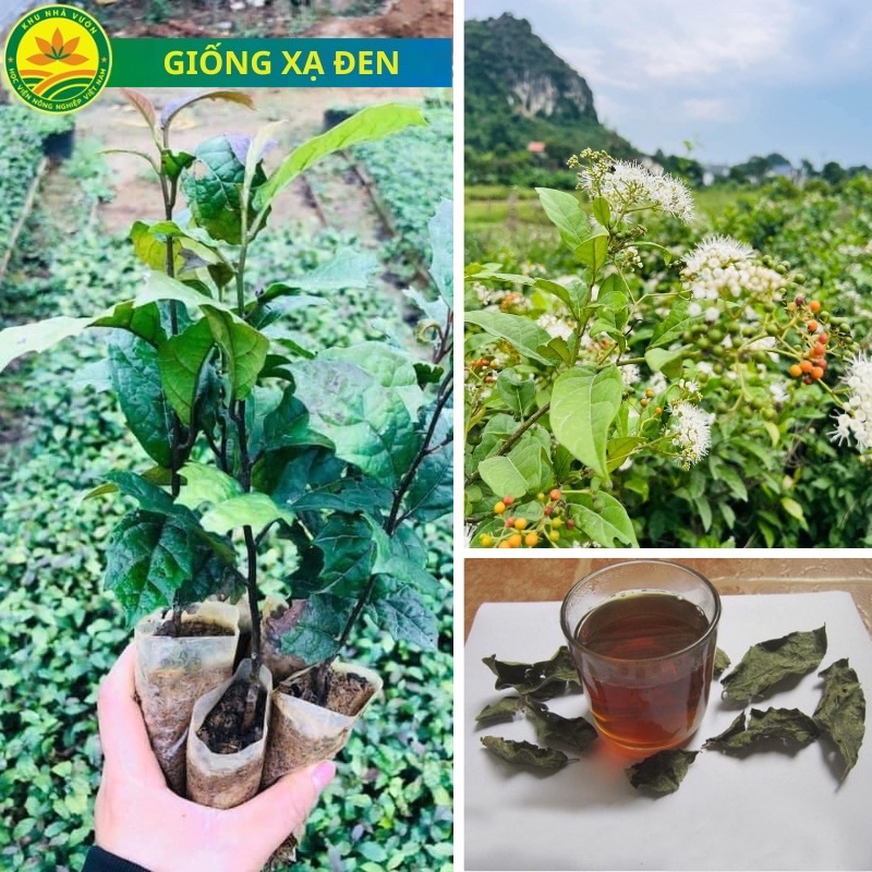 COMBO 5 CÂY XẠ ĐEN DƯỢC LIỆU
