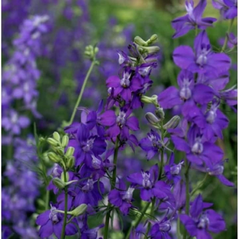 Hạt hoa violet hoa chuẩn Tết