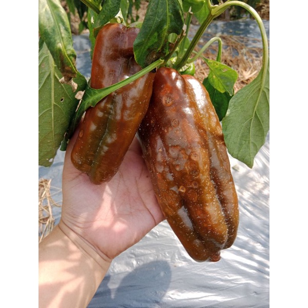 Hạt giống ớt sừng bò Chocolate Khổng lồ