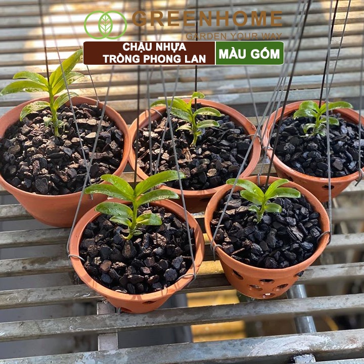 Chậu nhựa trồng phong lan Greenhome, R15xC10cm, màu gốm, bền, đẹp, chống rơi vỡ, giá thành tốt