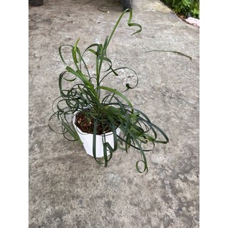 Cây Ngãi Quắn (Cây ngãi kéo khách)