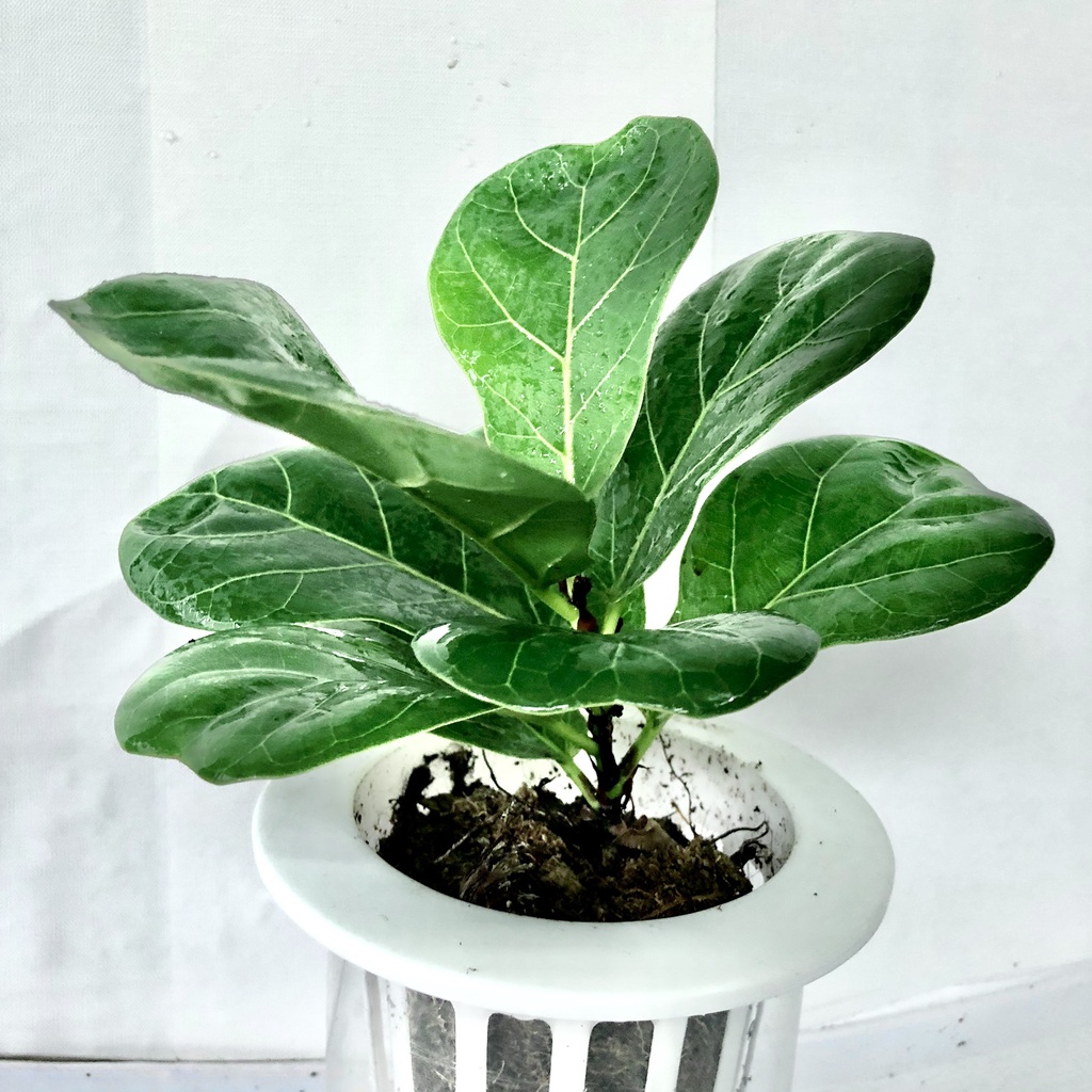 Cây bàng mini kèm chậu sứ trắng, Cao 25cm, giúp thanh lọc không khí