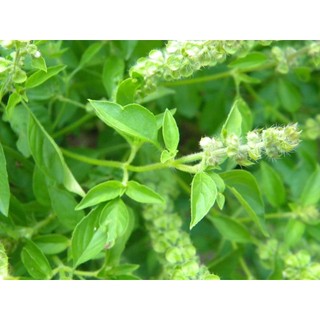 TRÀ TIÊN TRƯỜNG NIÊN (Lá trà tiên, lá trà bancha)